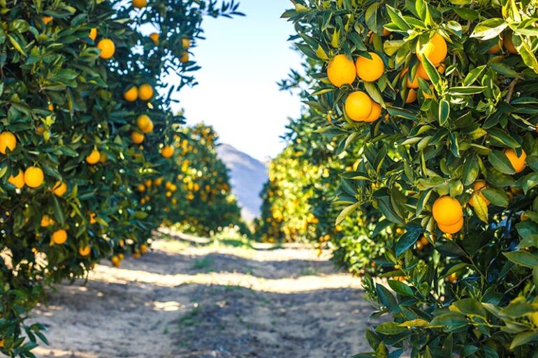 Orange Grove