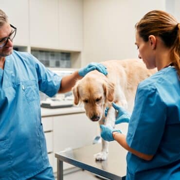 Veterinaire protest in Malaga,