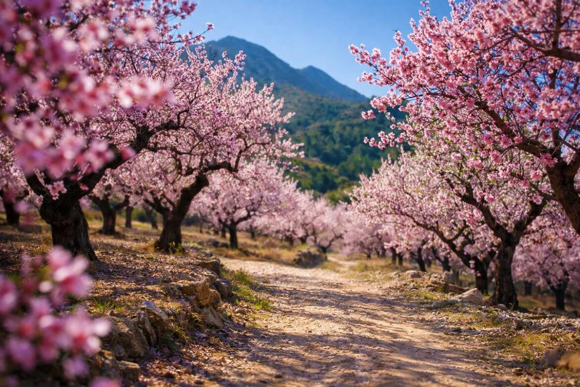 amandelbloesem wandelen Costa Blanca