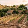 De moestuin in Spanje voor de zomer: april is het moment, niet mei