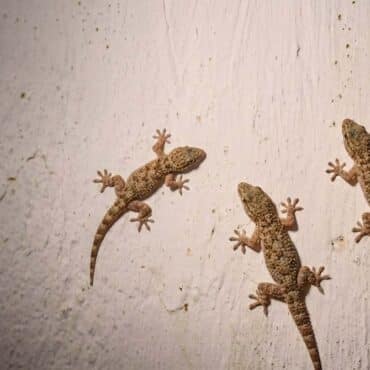 gekko