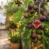 Verse vijgen: het fruit dat maar twee weken vol hangt