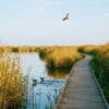 Wandelen in oktober: een ochtend over loopbruggen door het riet van El Hondo